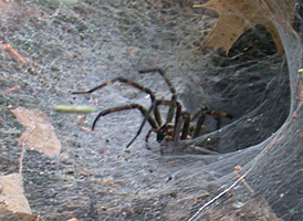Agelenopsis pennsylvanica